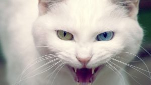 The white cat in the dream