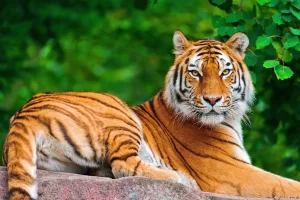 Den Tiger an engem Dram war schéin Youssef