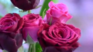 Pink roses in a dream for single women