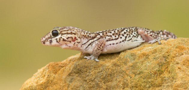 Gecko ephupheni