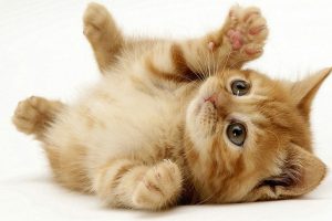 Interpretasyon ng isang panaginip tungkol sa pagpapakain ng isang pusa