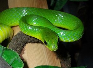 green snake
