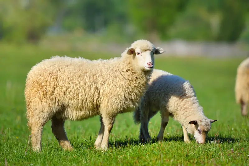 Naučte se výklad vidění ovce ve snu pro muže od Ibn Sirina - Blog Sada Al-Ummah