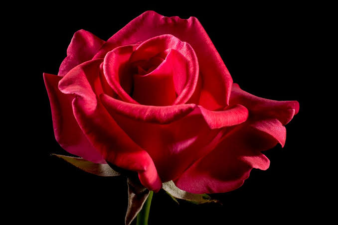 Το κόκκινο τριαντάφυλλο σε ένα όνειρο