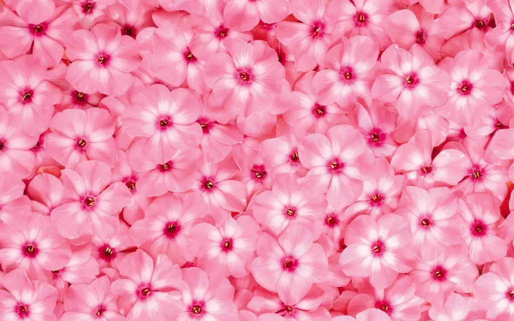  الوردي في المنام - مدونة صدى الامة
