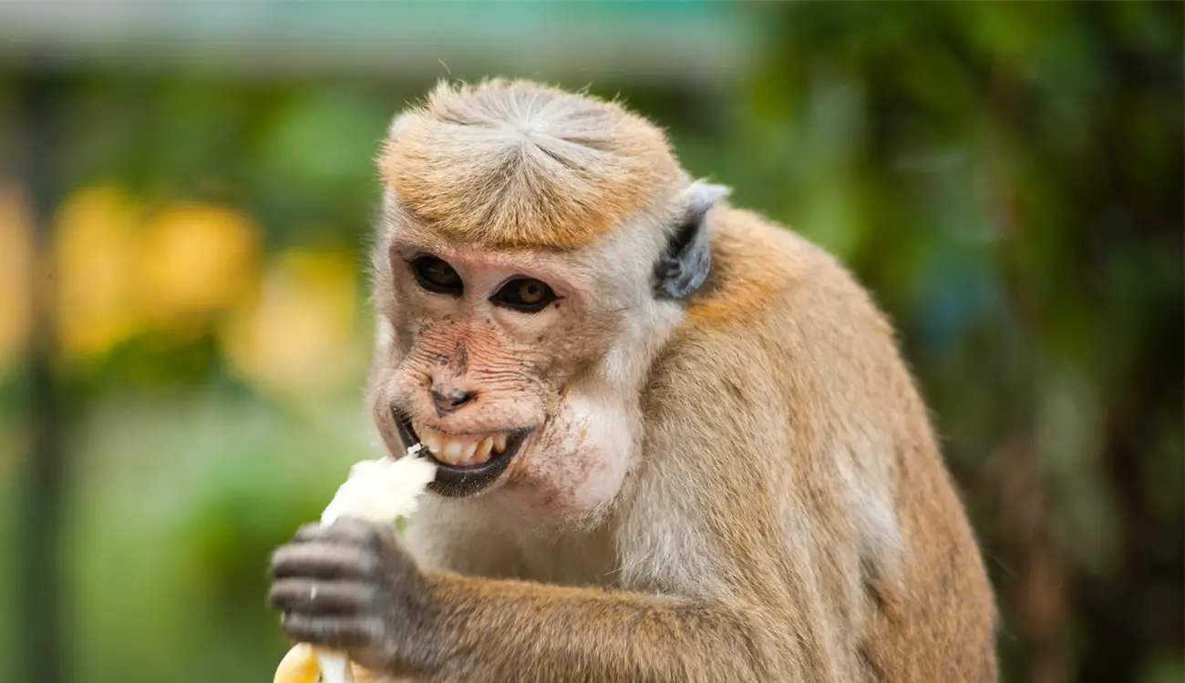  القرد في المنام - مدونة صدى الامة