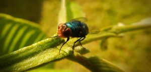 Interpretation of seeing flies in a dream