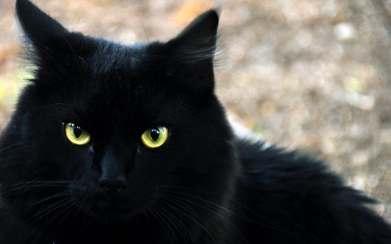 Μαύρη γάτα σε ένα όνειρο