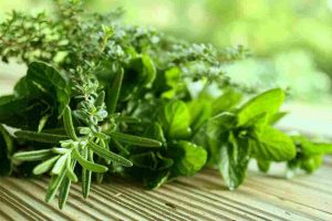梦见种草