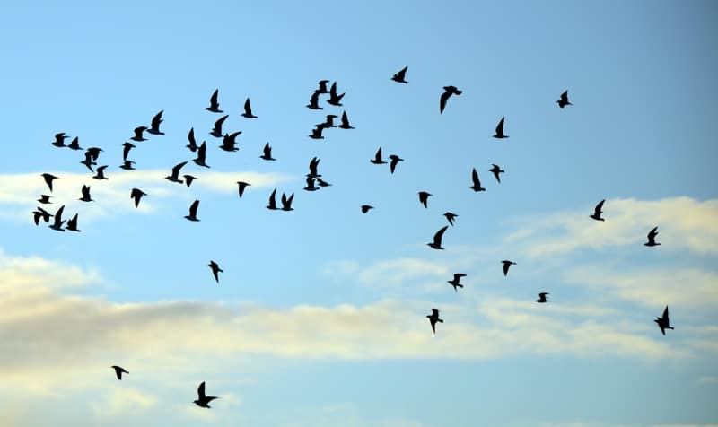 पक्षियों का सपना 1 - सदा अल उम्मा ब्लॉग