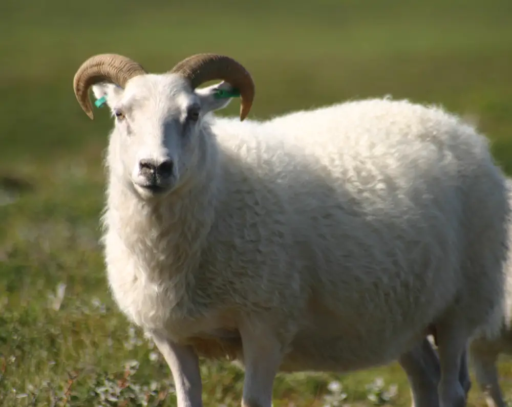 भेड़ का वध करने और उसकी खाल उतारने का सपना - सदा अल-उम्मा ब्लॉग