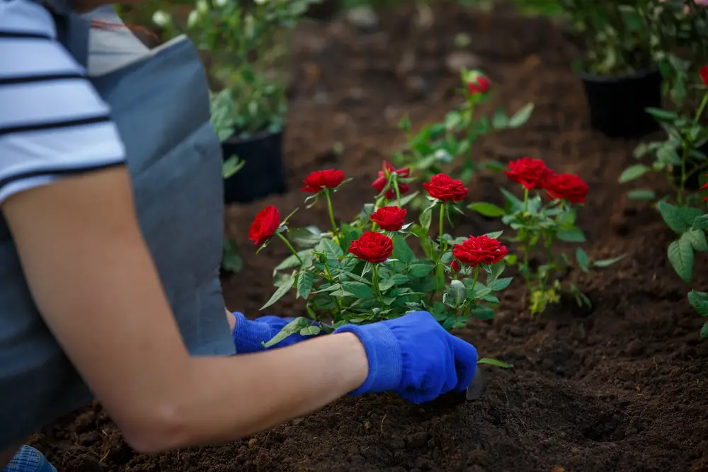 गुलाब के पौधे लगाने का सपना - सदा अल-उम्मा ब्लॉग