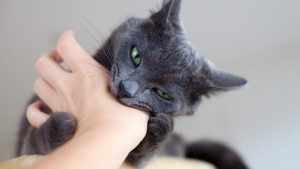 Interpretation of a dream about a black cat