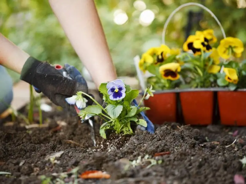 Replanting roses in your own yard 800x600 1 - Sada Al Umma Blog