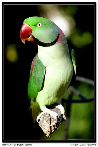 Nepálský papoušek Durra