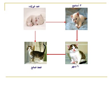 مراحل عمر القطط بالصور