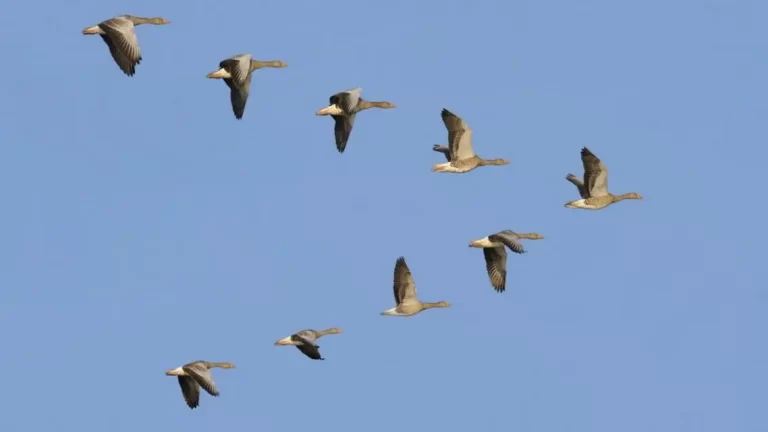 أنواع الطيور المهاجرة