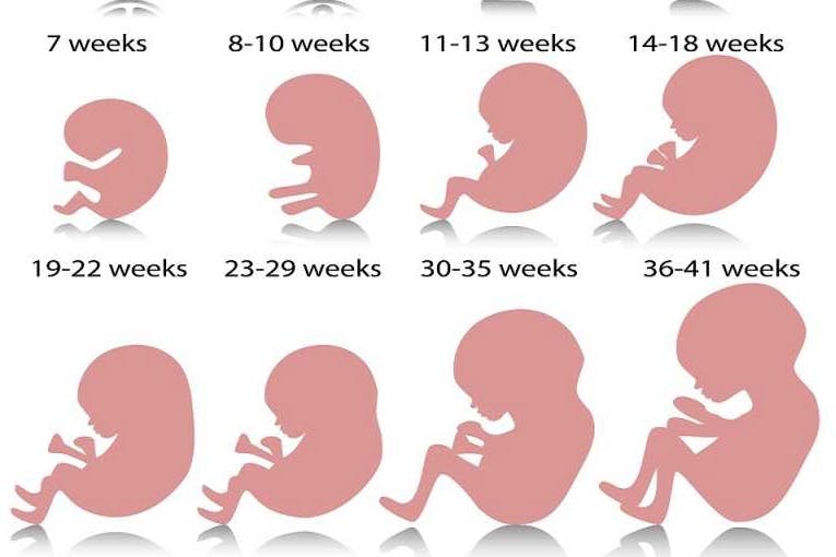 fetus pregnancy 1 - مدونة صدى الامة