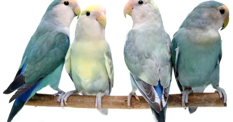 أنواع طيور الروز بالصور