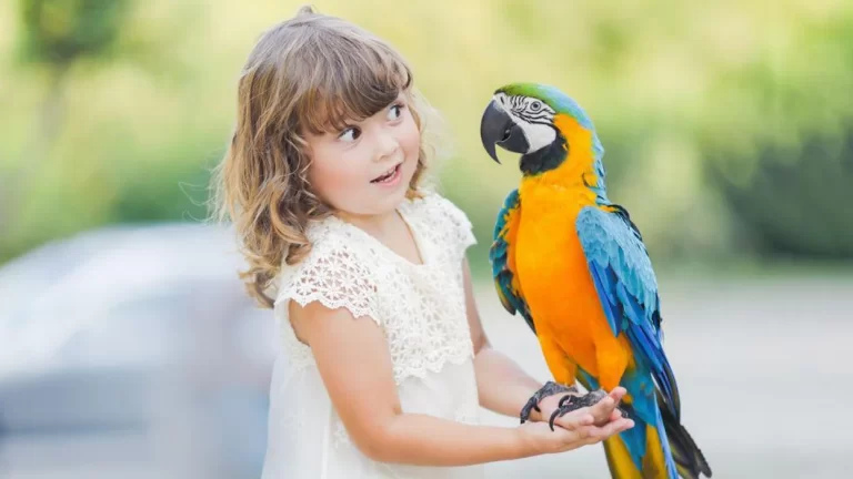 أسماء طيور الزينة