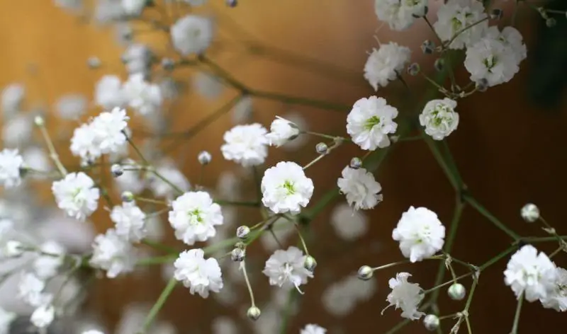 أنواع الزهور البيضاء الصغيرة