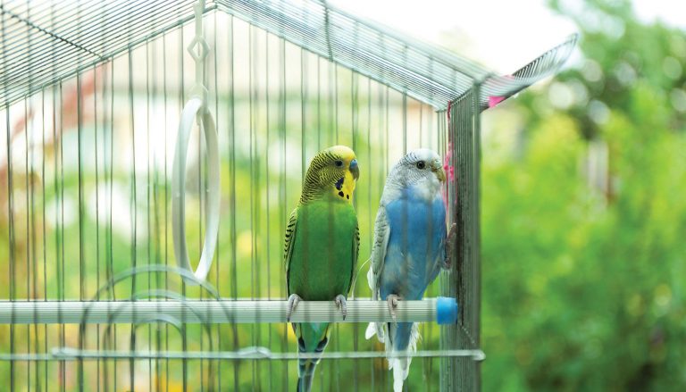 أنواع وأسعار العصافير