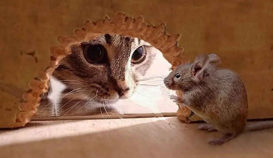 القطط والفئران في المنام