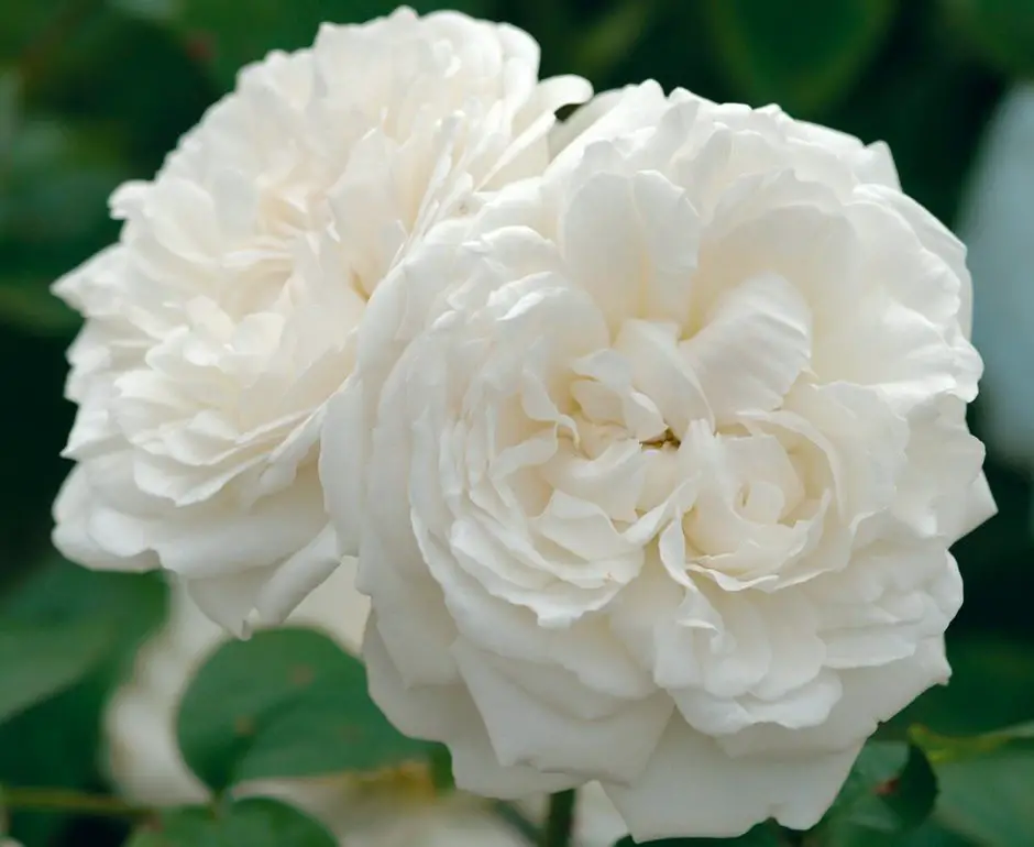 الورد الأبيض إيفون رابييه