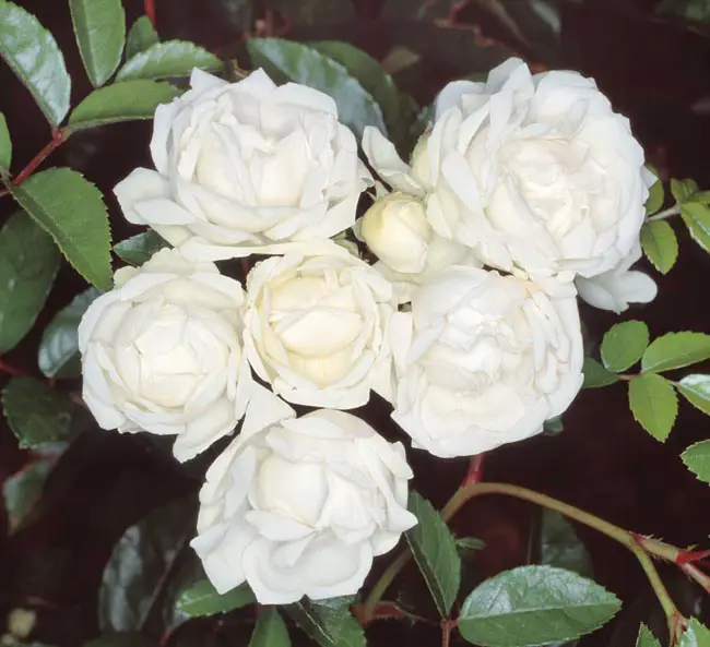 الورد الأبيض السيدة بلانتييه