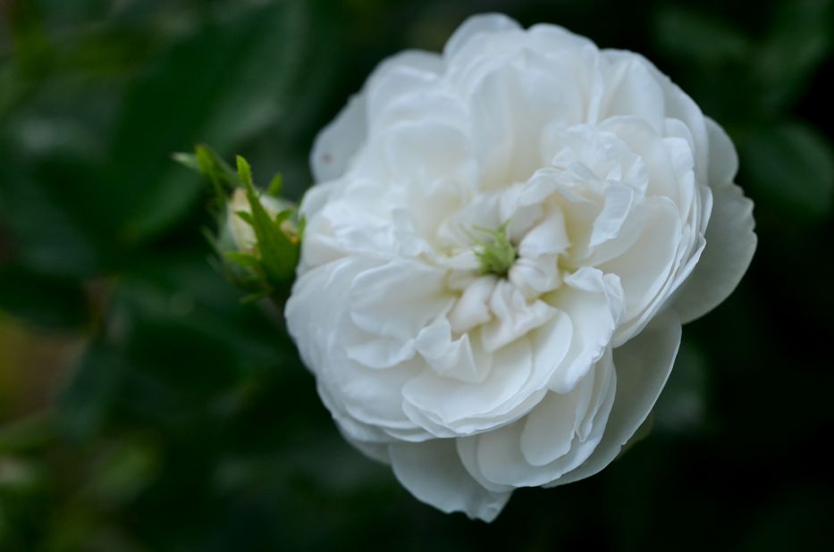 الورد الأبيض السيدة بلانتييه
