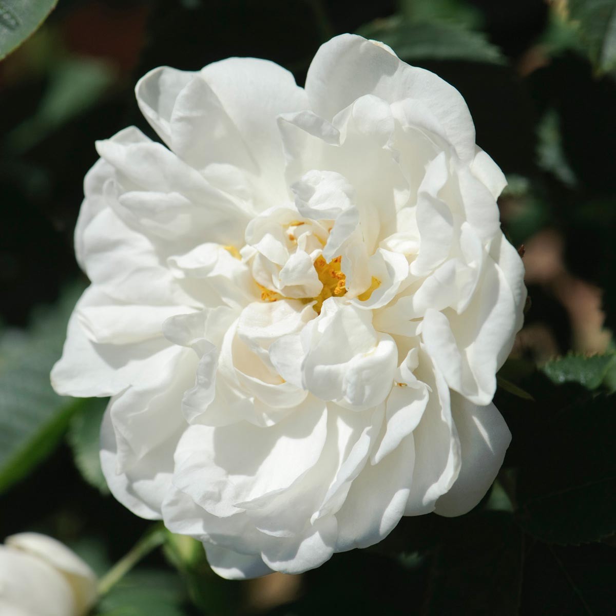 الورد الأبيض قلعة جليمس