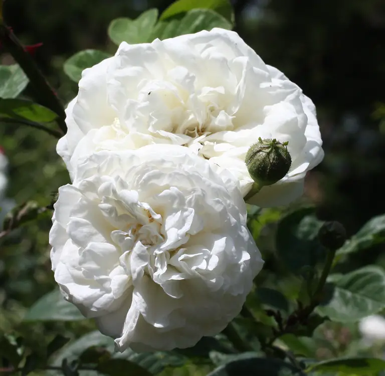 الورد الأبيض لونغ جون سيلفر