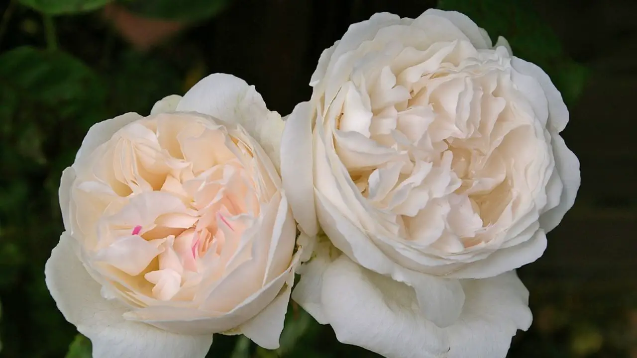 الورد الأبيض وينشستر