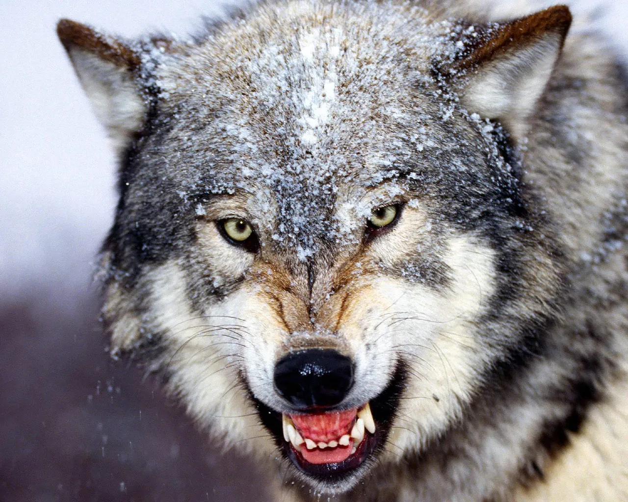  حلم الذئب الرمادي - مدونة صدى الامة