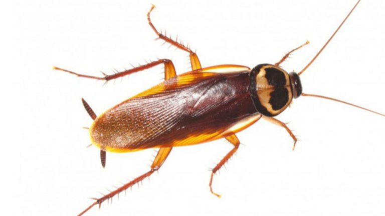 تفسير حلم الصراصير لابن سيرين