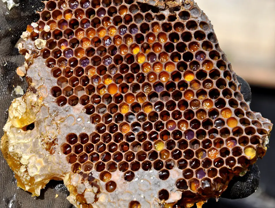  حلم خلايا النحل - مدونة صدى الامة