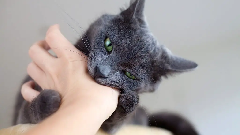  حلم قطة تعضني في يدي - مدونة صدى الامة