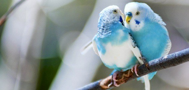 أنواع طيور الحب