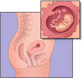 مكان الجنين في الشهر الثاني في البطن بالصور