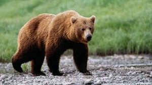Brown bear sa isang panaginip