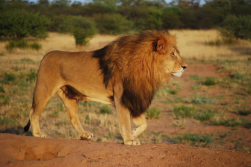 በቤቱ ውስጥ ስላለው አንበሳ የሕልም ትርጓሜ