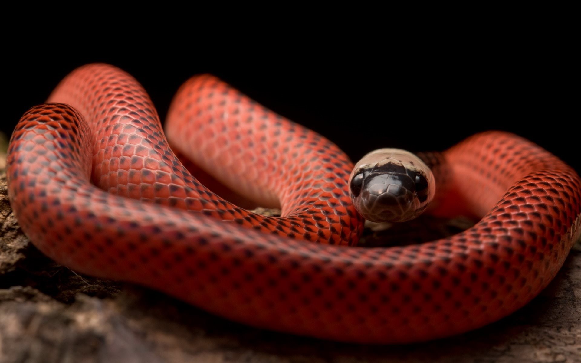 Kakvo je tumačenje sna o zmiji u njenim crvenim bojama od Ibn Sirina? - Blog Echo of the Nation