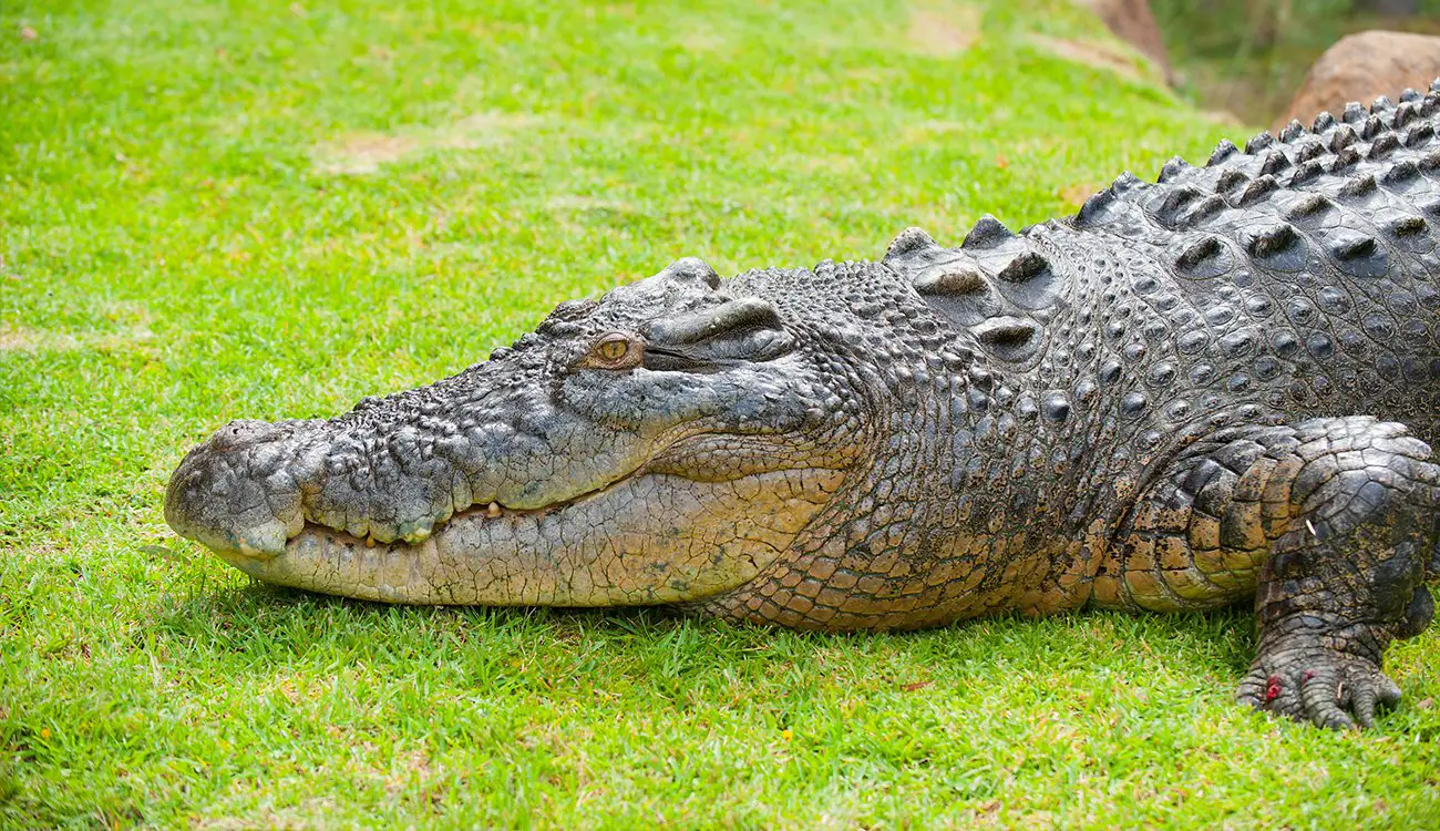 Жалгыз бой аялдар үчүн крокодил жөнүндөгү түштүн жоромолу