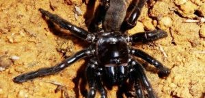 Interpretation of a dream about a black spider