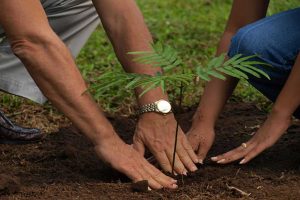 Interpretation of a dream about planting a tree in the house