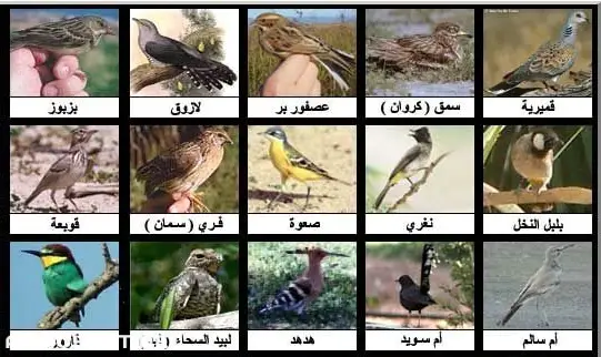أنواع الطيور بالصور