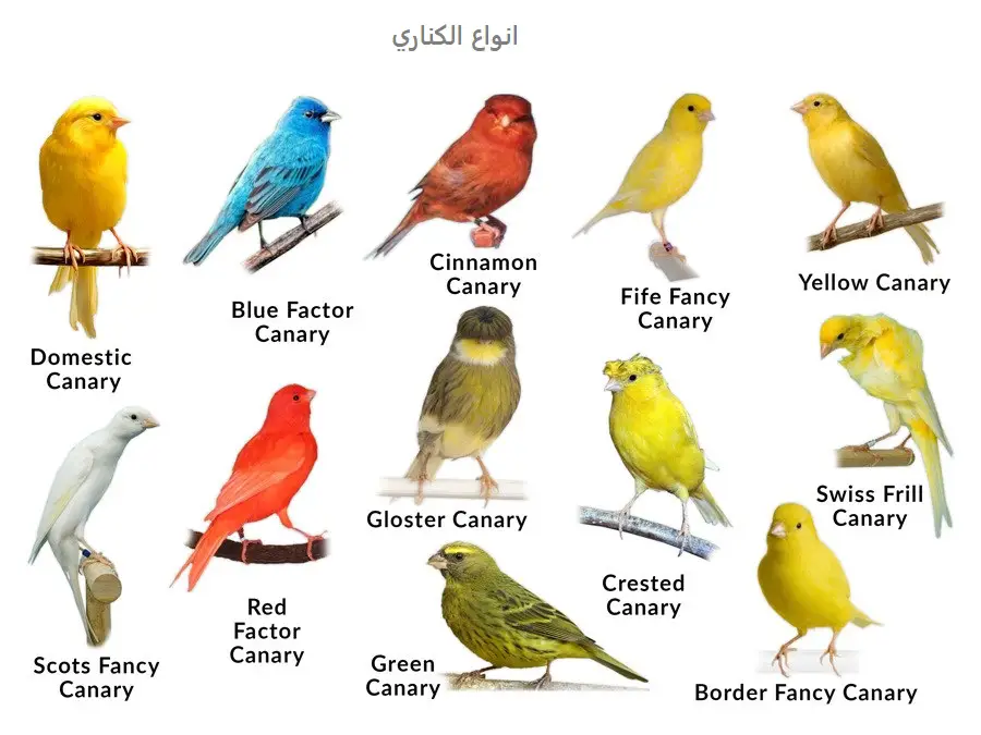 أنواع طيور الكناري بالصور