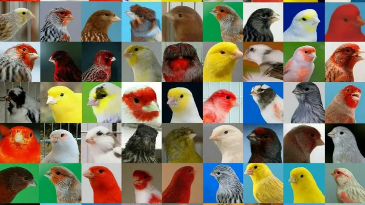 أنواع طيور الكناري بالصور