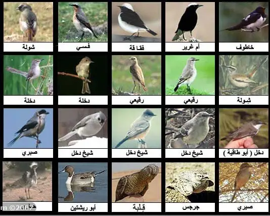 أنواع وأسماء وعائلات الطيور البرية بالصور