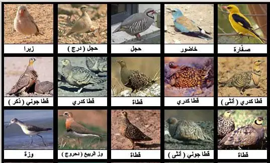 أنواع وأسماء وعائلات الطيور البرية بالصور